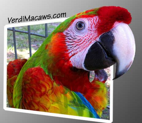 Verdi Macaw