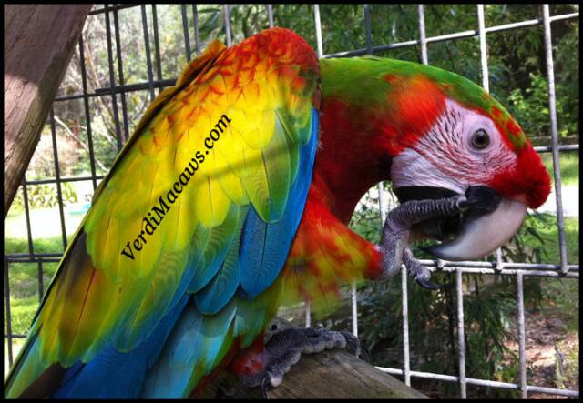 Verdi Macaws / Verde Macaws